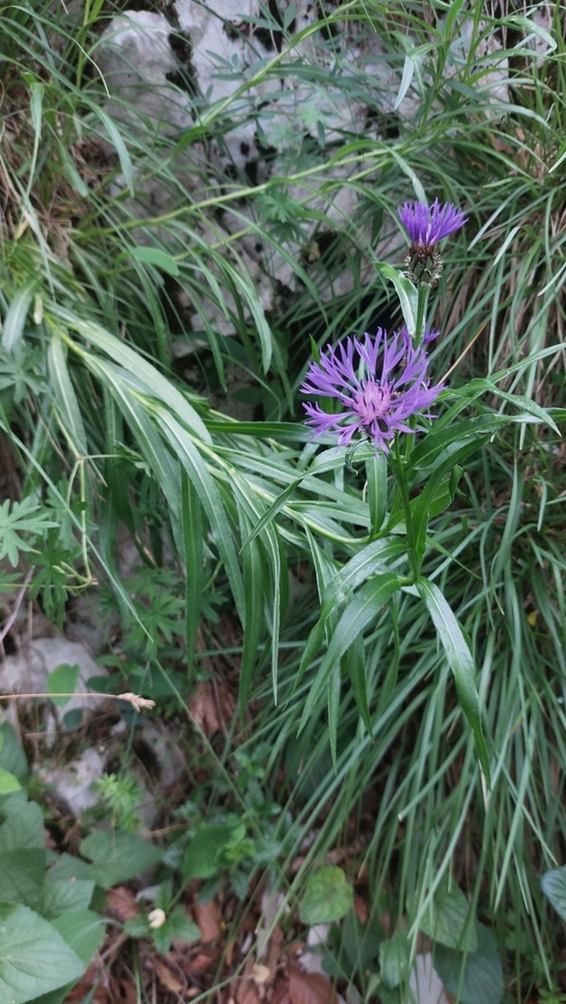 Centaurea lugdunensis photo 6