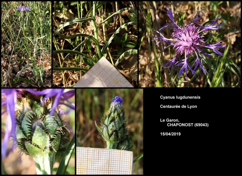 Centaurea lugdunensis photo 7