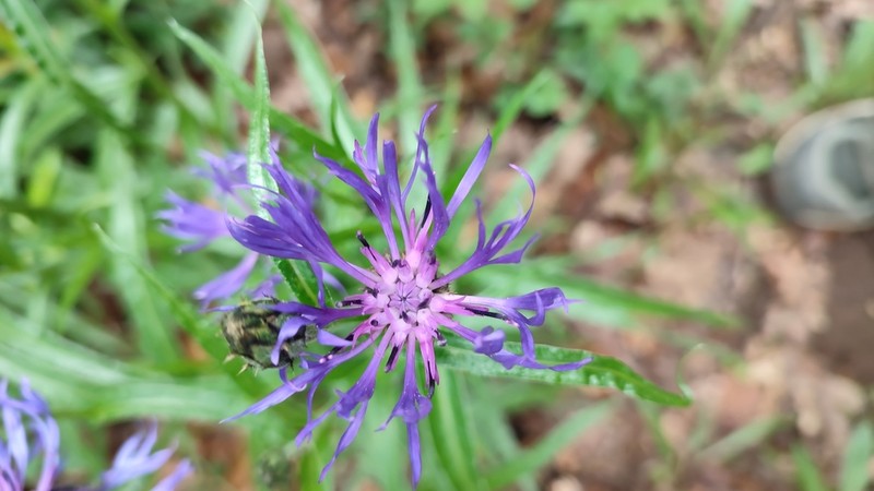 Centaurea lugdunensis photo 8