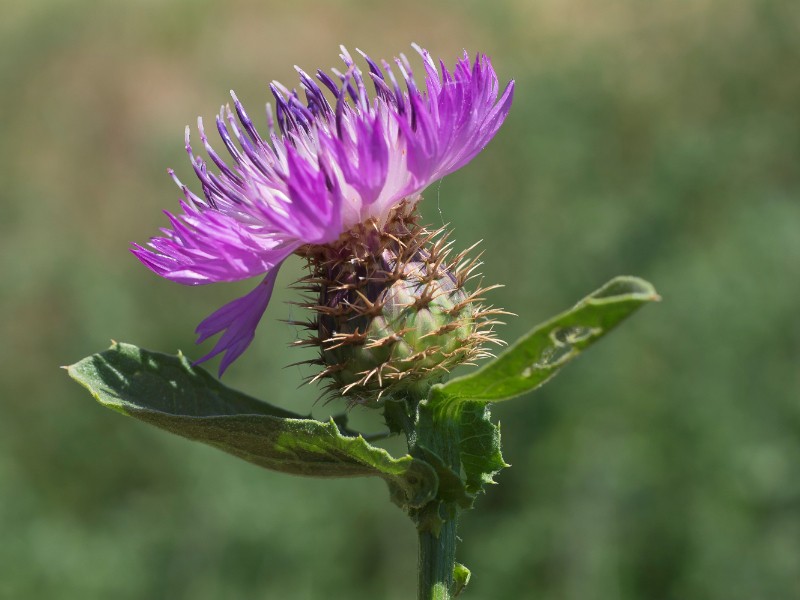 Centaurea lusitanica