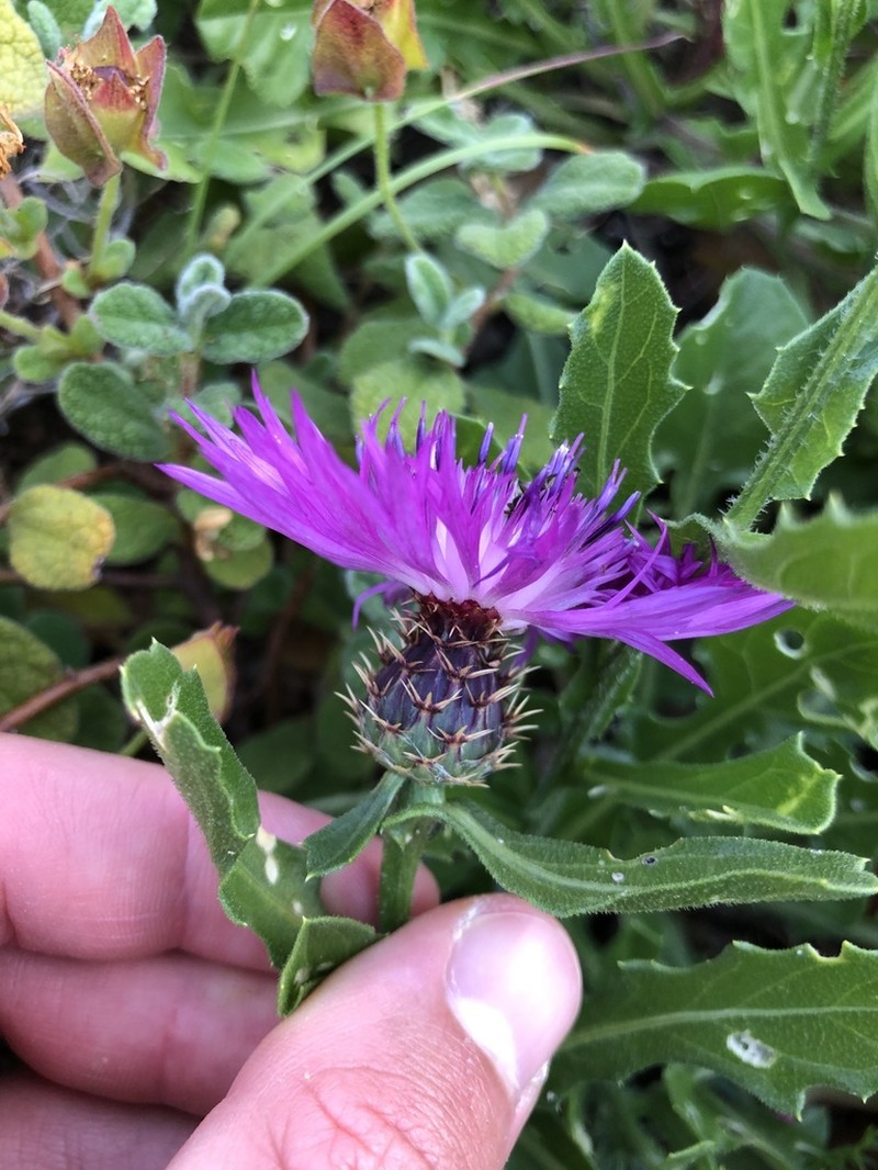 Centaurea lusitanica photo 2