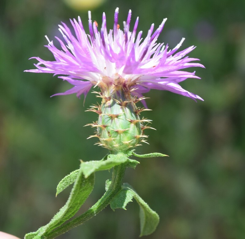 Centaurea lusitanica photo 3