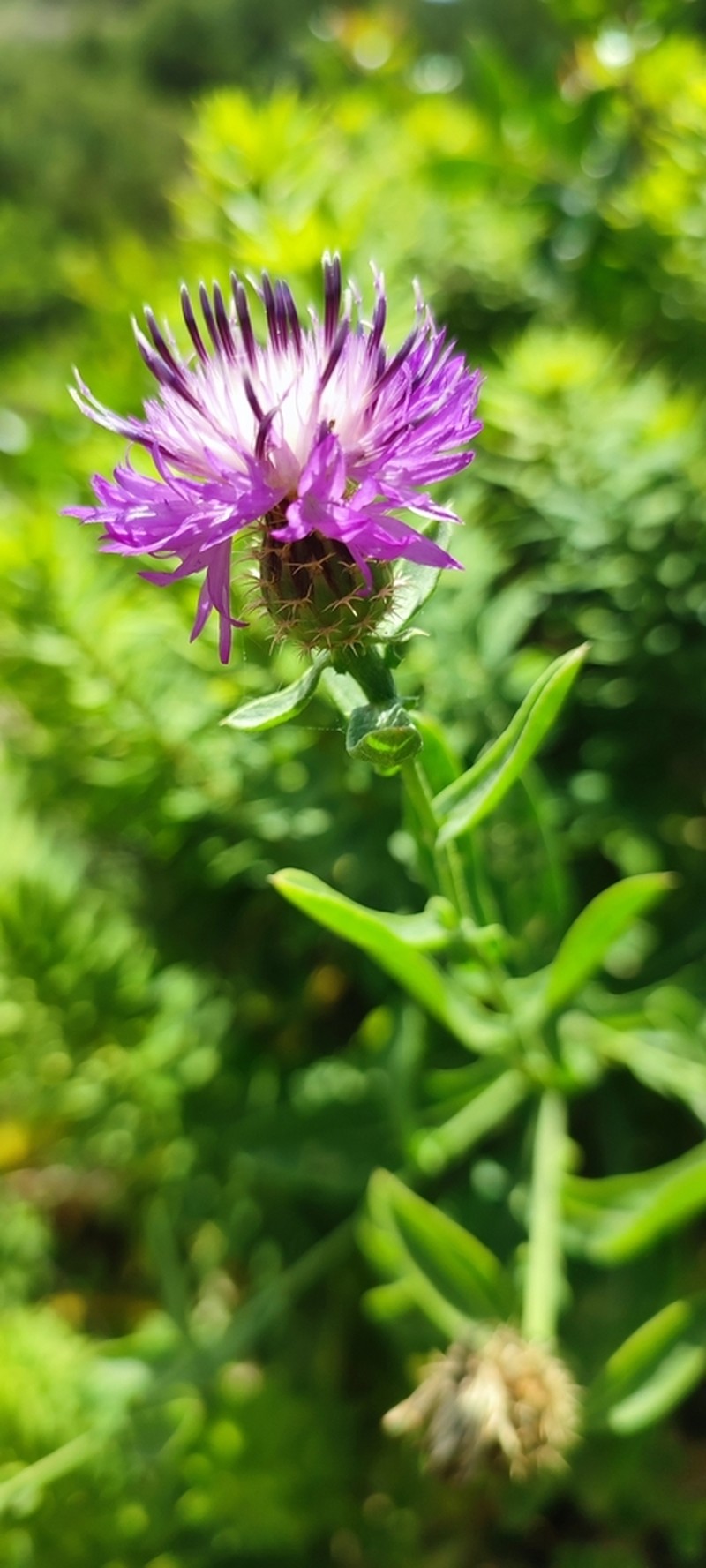 Centaurea lusitanica photo 4