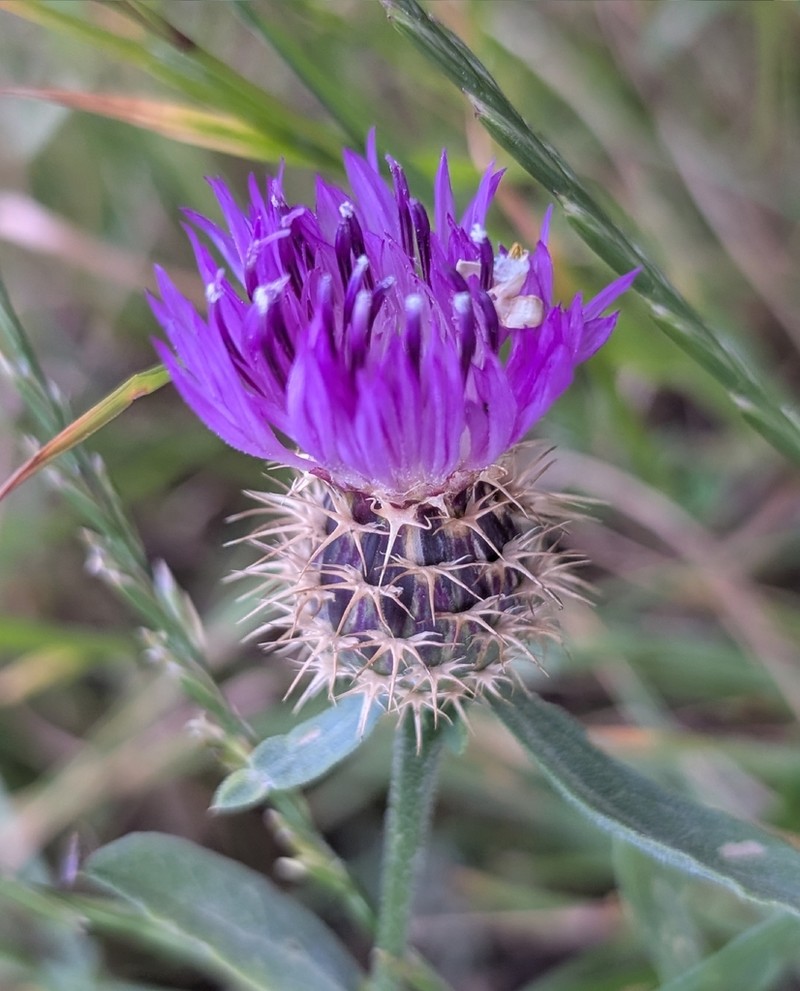 Centaurea lusitanica photo 5