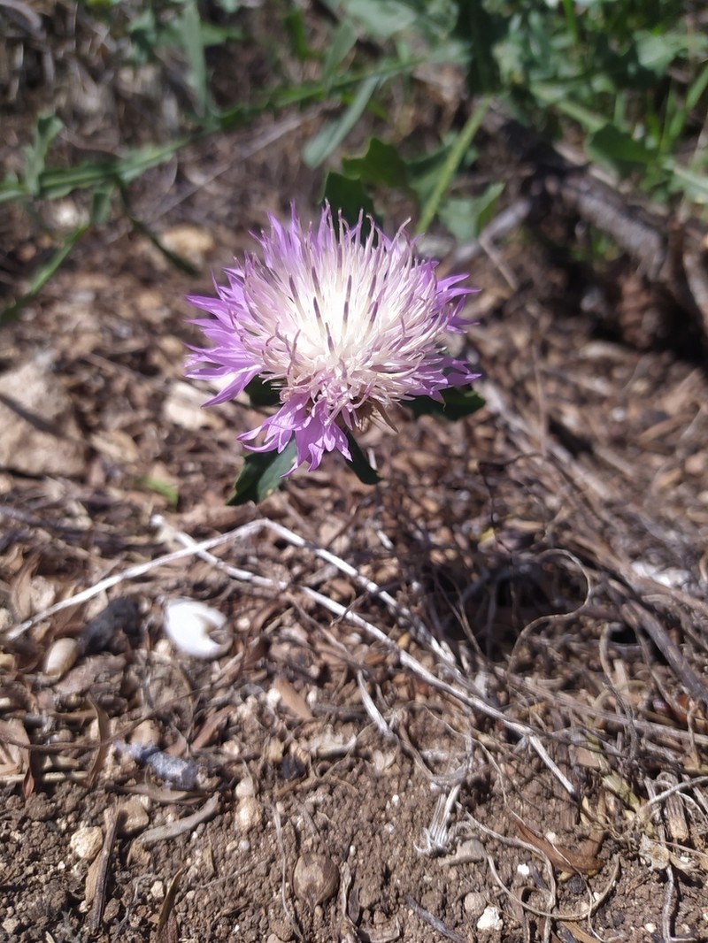 Centaurea lusitanica photo 6