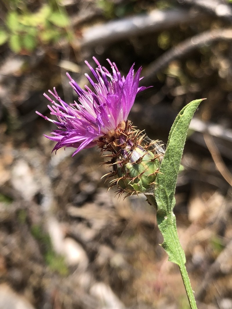 Centaurea lusitanica photo 7