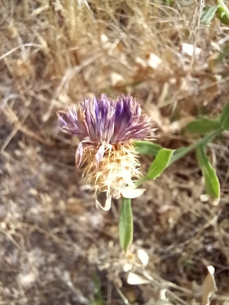 Centaurea lusitanica photo 8