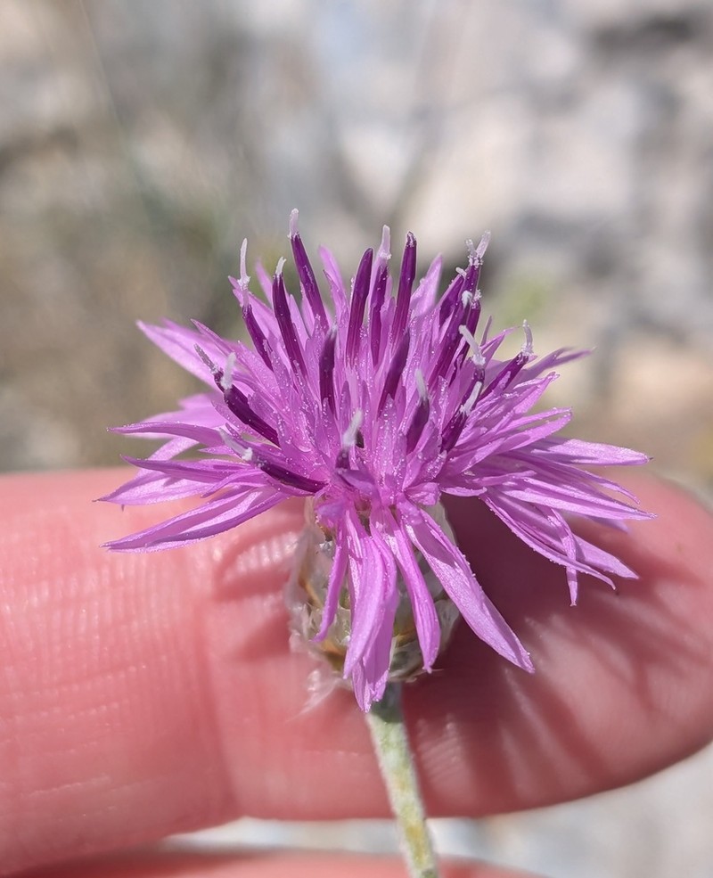 Centaurea lycia