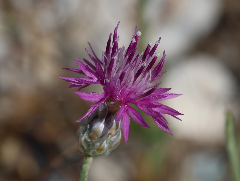 Centaurea lycia photo 2