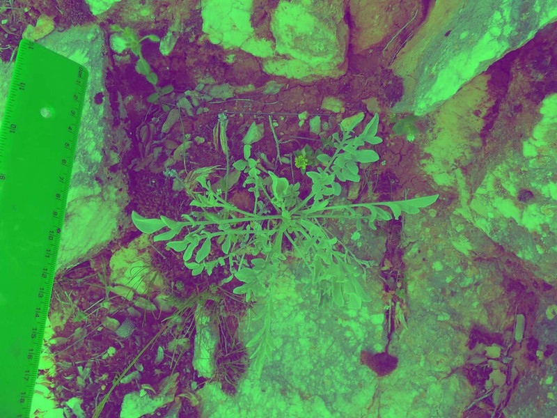 Centaurea lycia photo 3