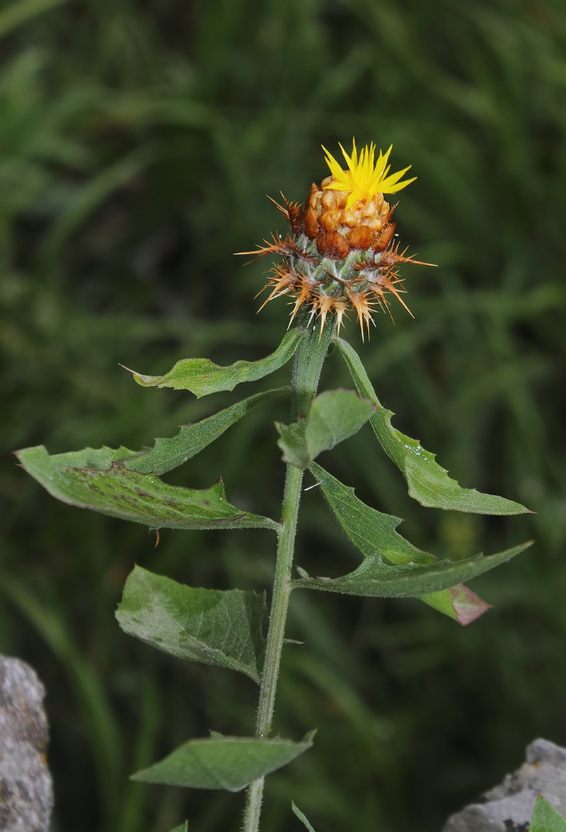 Centaurea lycopifolia