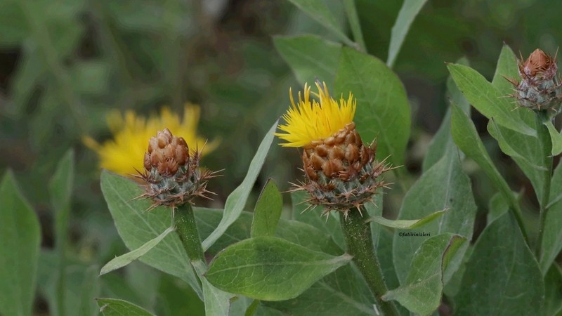Centaurea lycopifolia photo 2