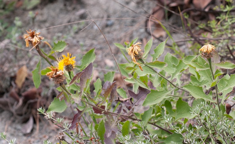 Centaurea lycopifolia photo 3