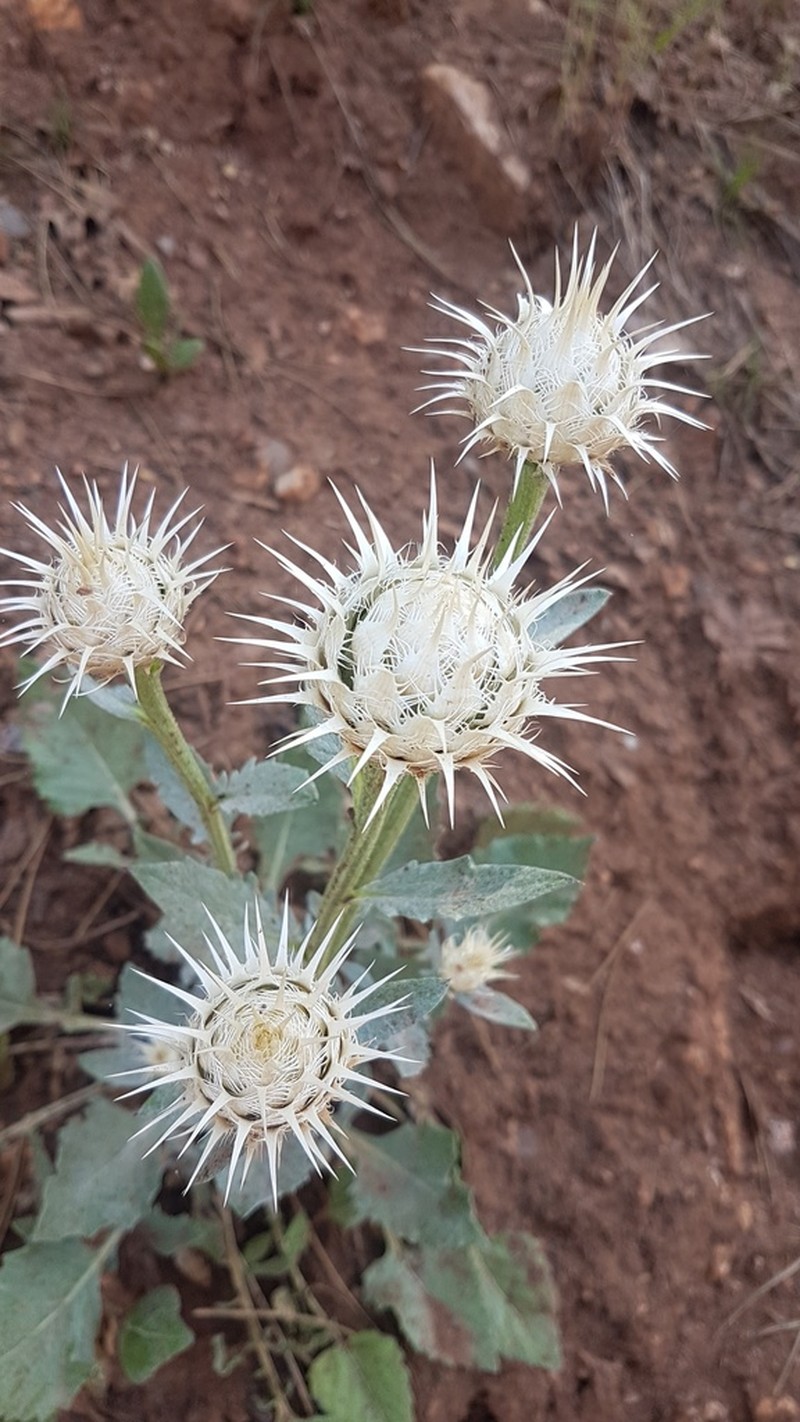Centaurea lydia photo 2
