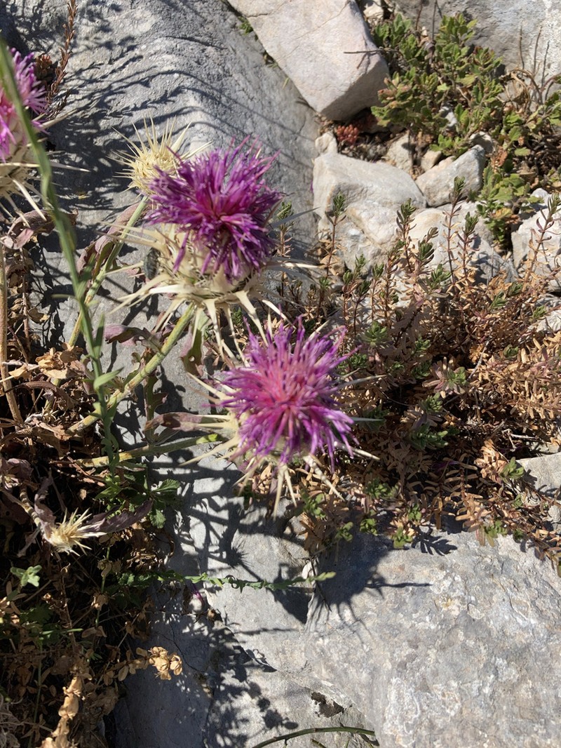 Centaurea lydia photo 3