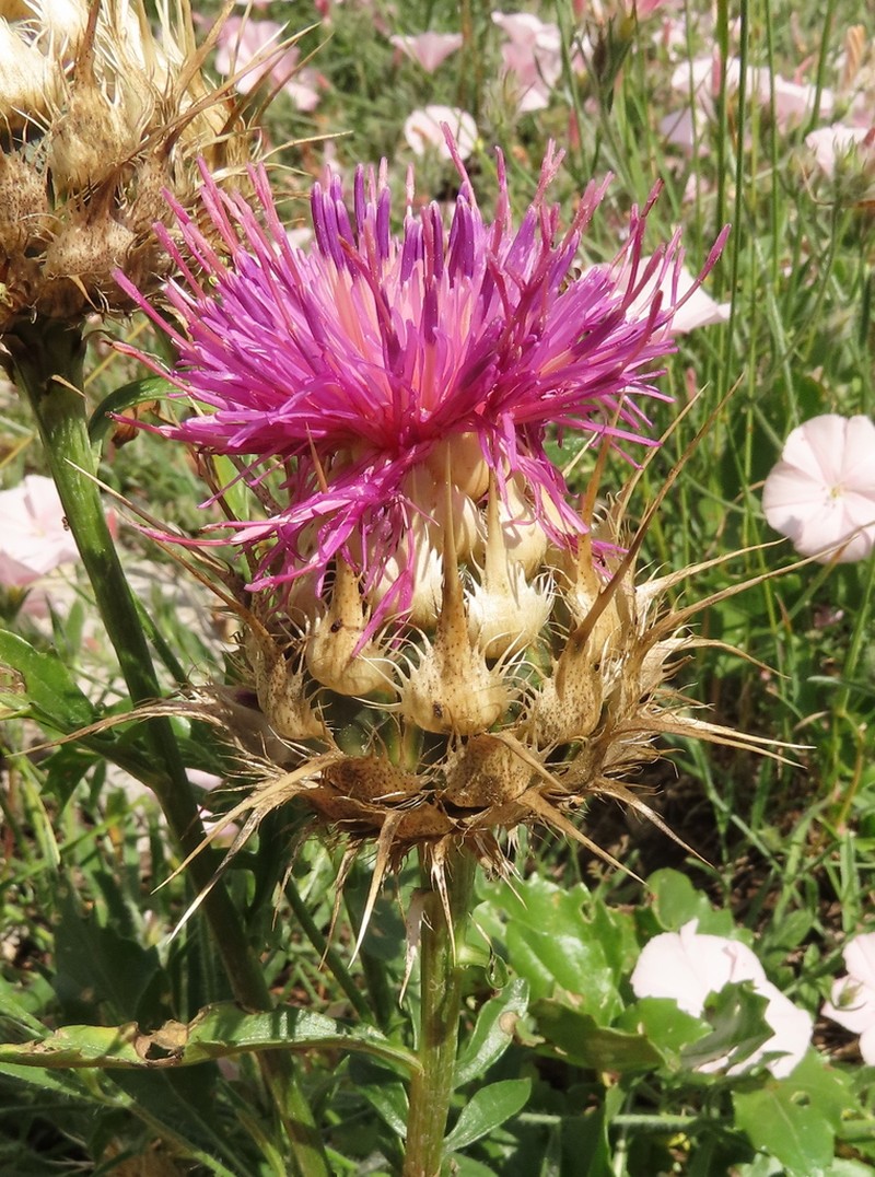 Centaurea lydia photo 4