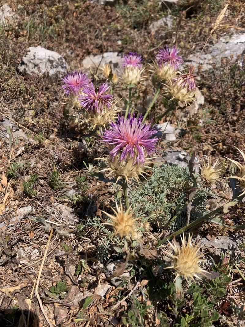 Centaurea lydia photo 6