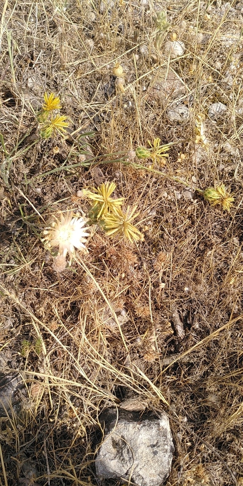 Centaurea macedonica