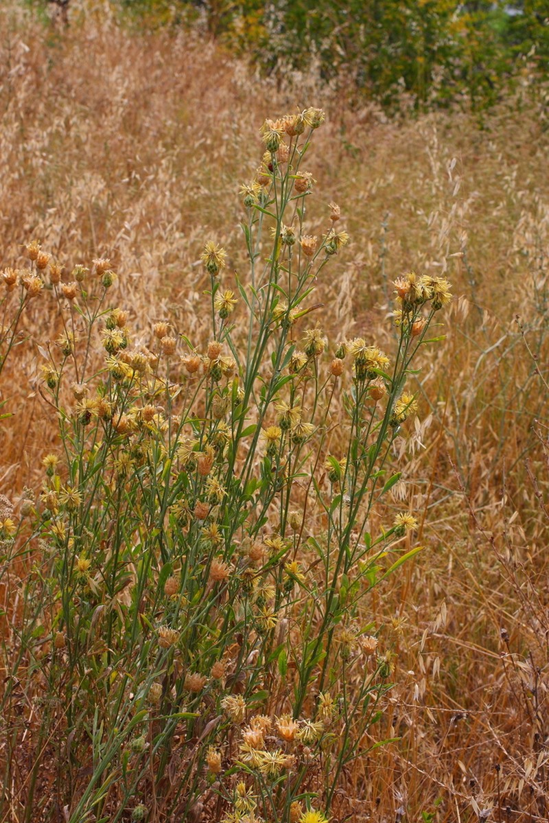 Centaurea macedonica photo 2