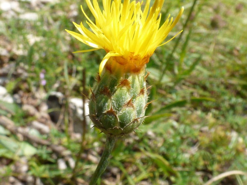 Centaurea macedonica photo 3