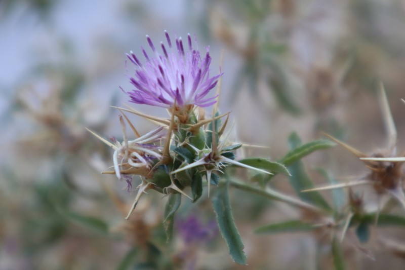 Centaurea macroacantha