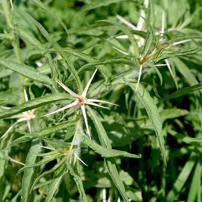 Centaurea macroacantha photo 2