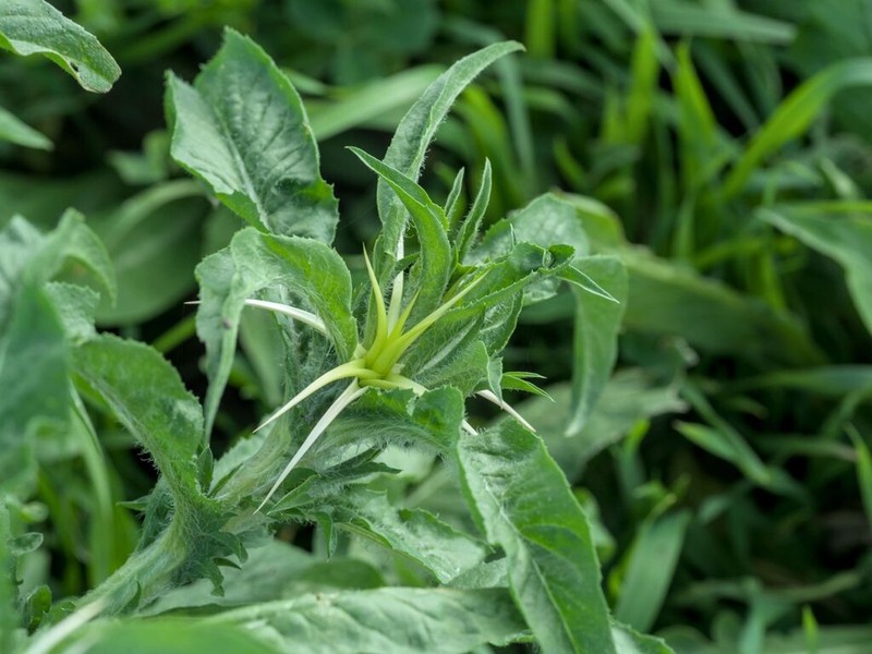 Centaurea macroacantha photo 3
