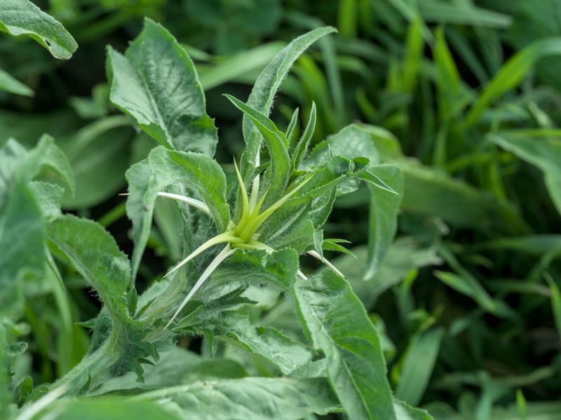 Centaurea macroacantha photo 5