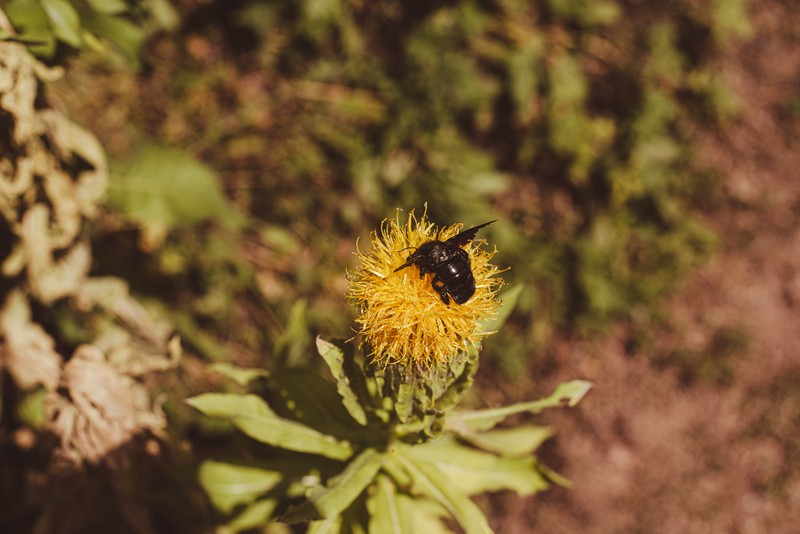 Bighead Knapweed photo 3
