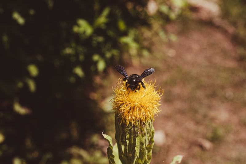 Bighead Knapweed photo 4