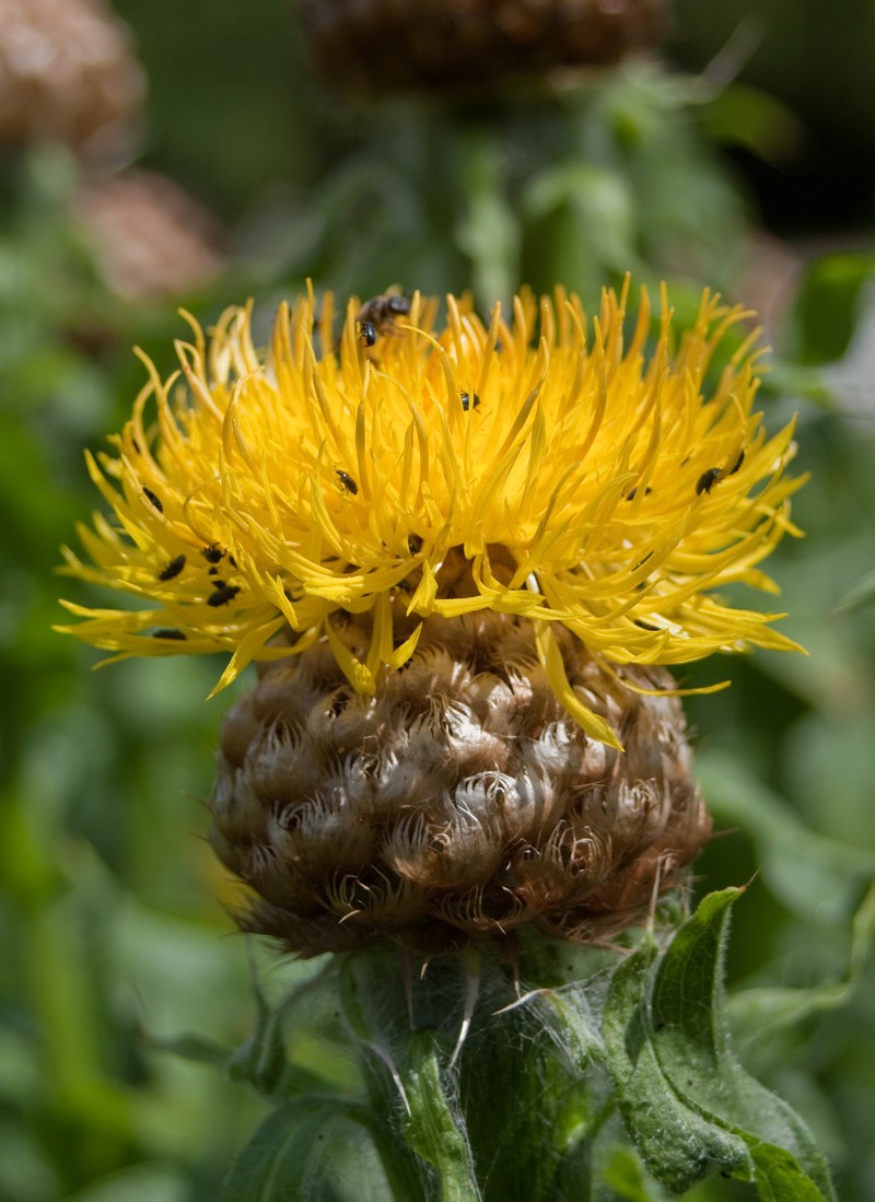 Bighead Knapweed photo 2