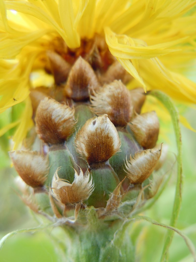 Bighead Knapweed photo 5