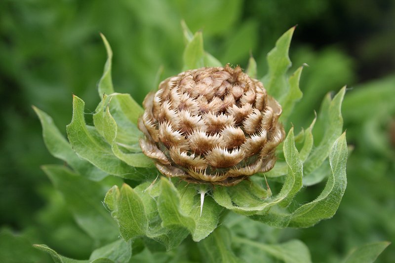 Bighead Knapweed photo 6