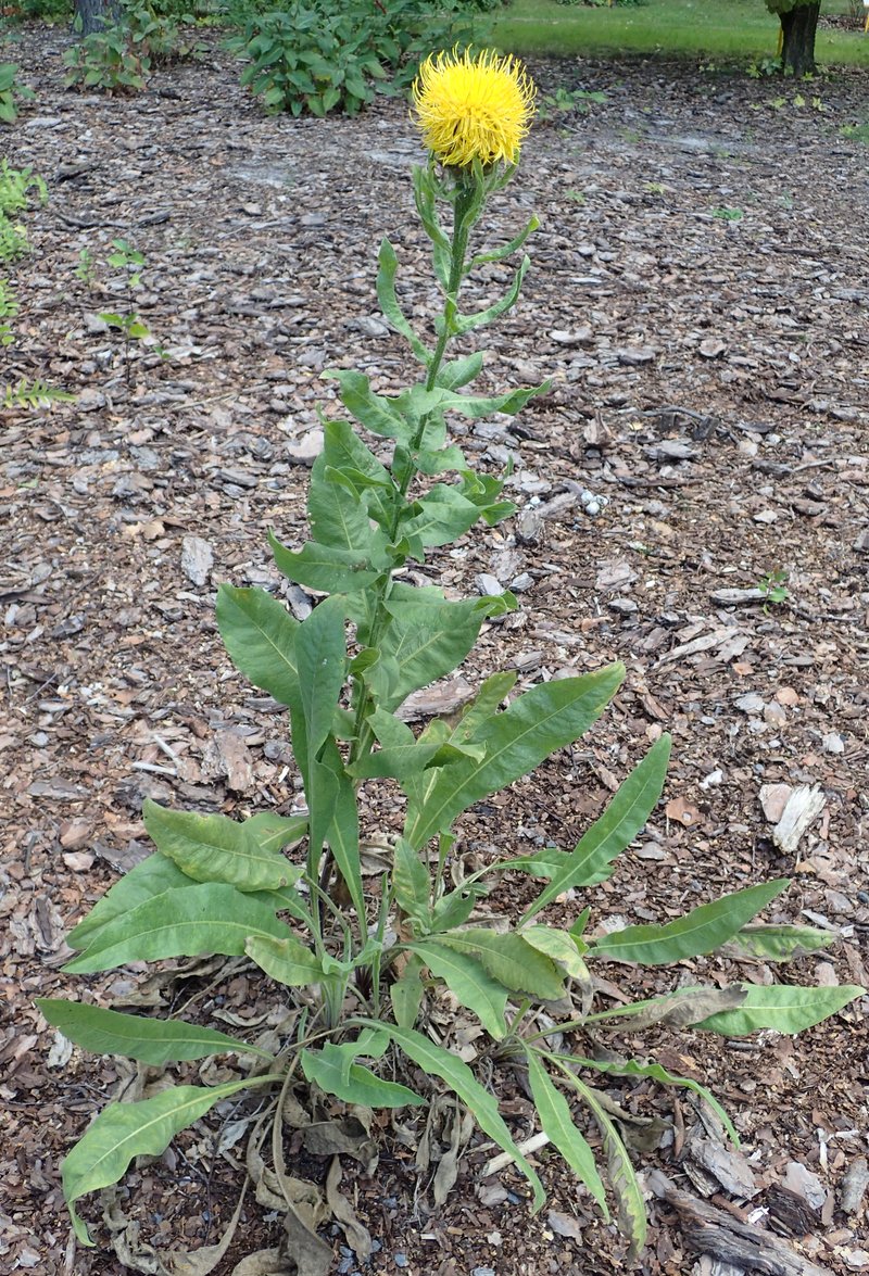 Bighead Knapweed photo 7