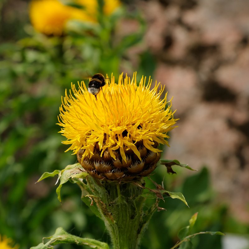 Bighead Knapweed