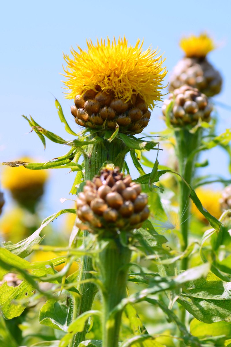 Bighead Knapweed photo 8