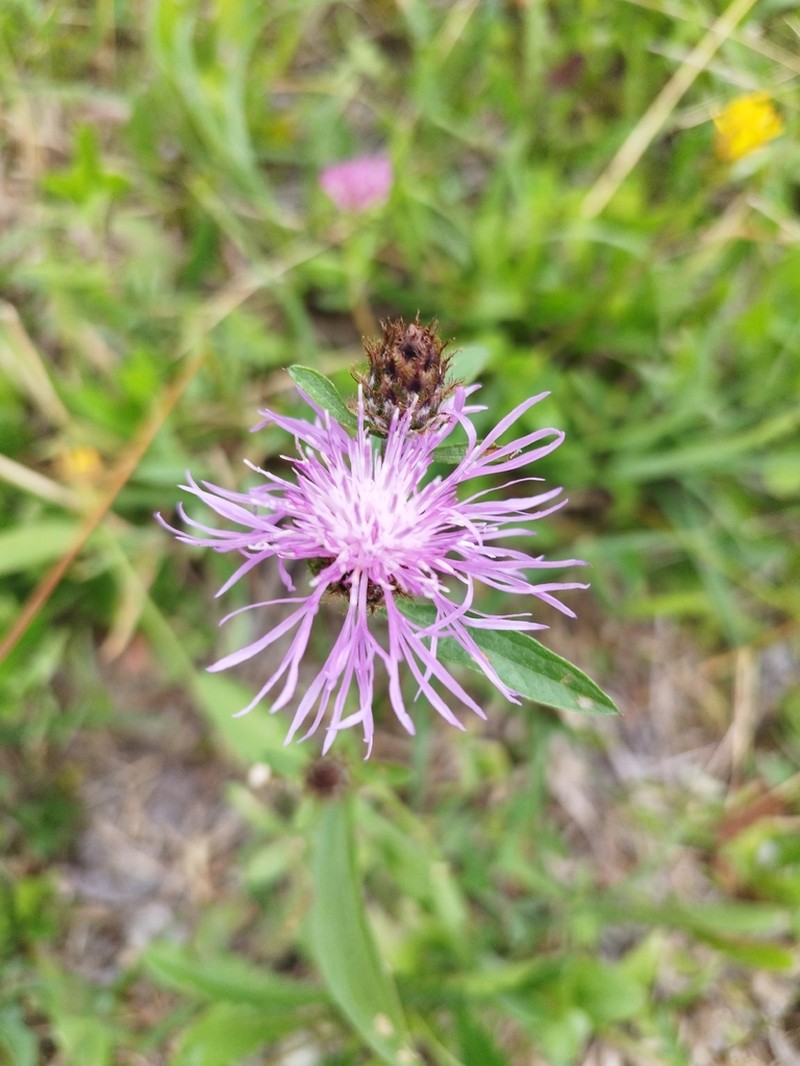 Centaurea macroptilon