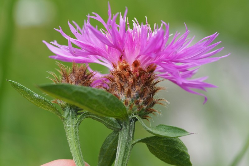 Centaurea macroptilon photo 2