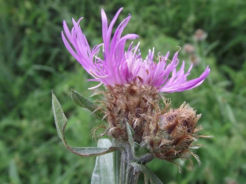 Centaurea macroptilon photo 3