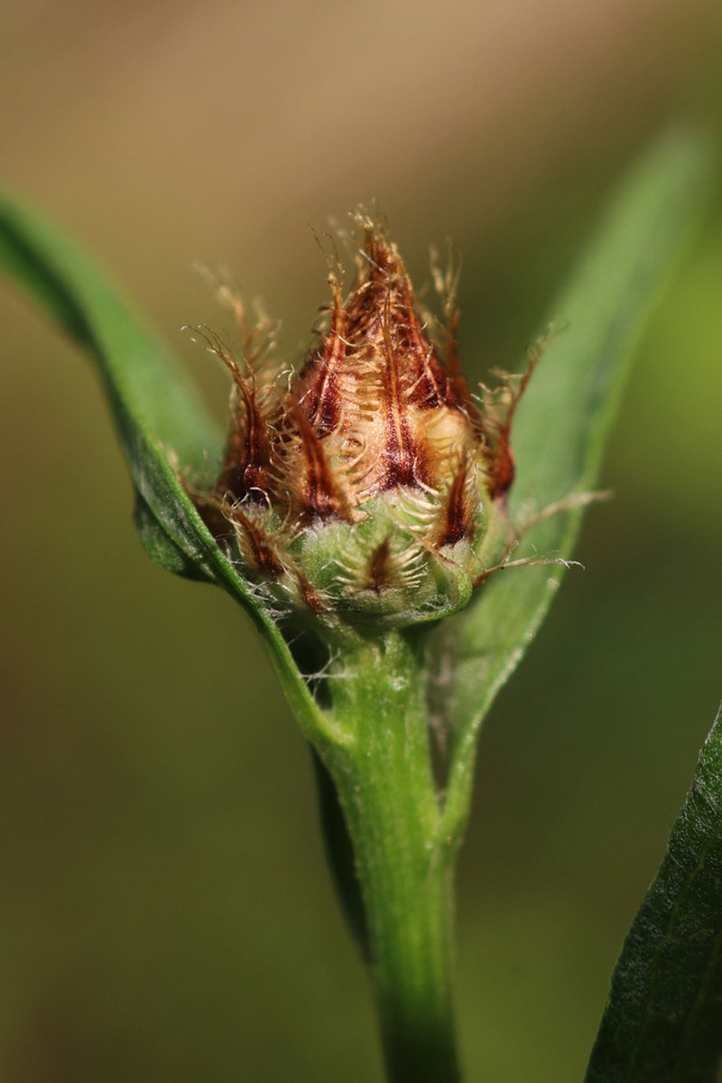 Centaurea macroptilon photo 4