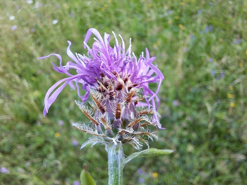 Centaurea macroptilon photo 5