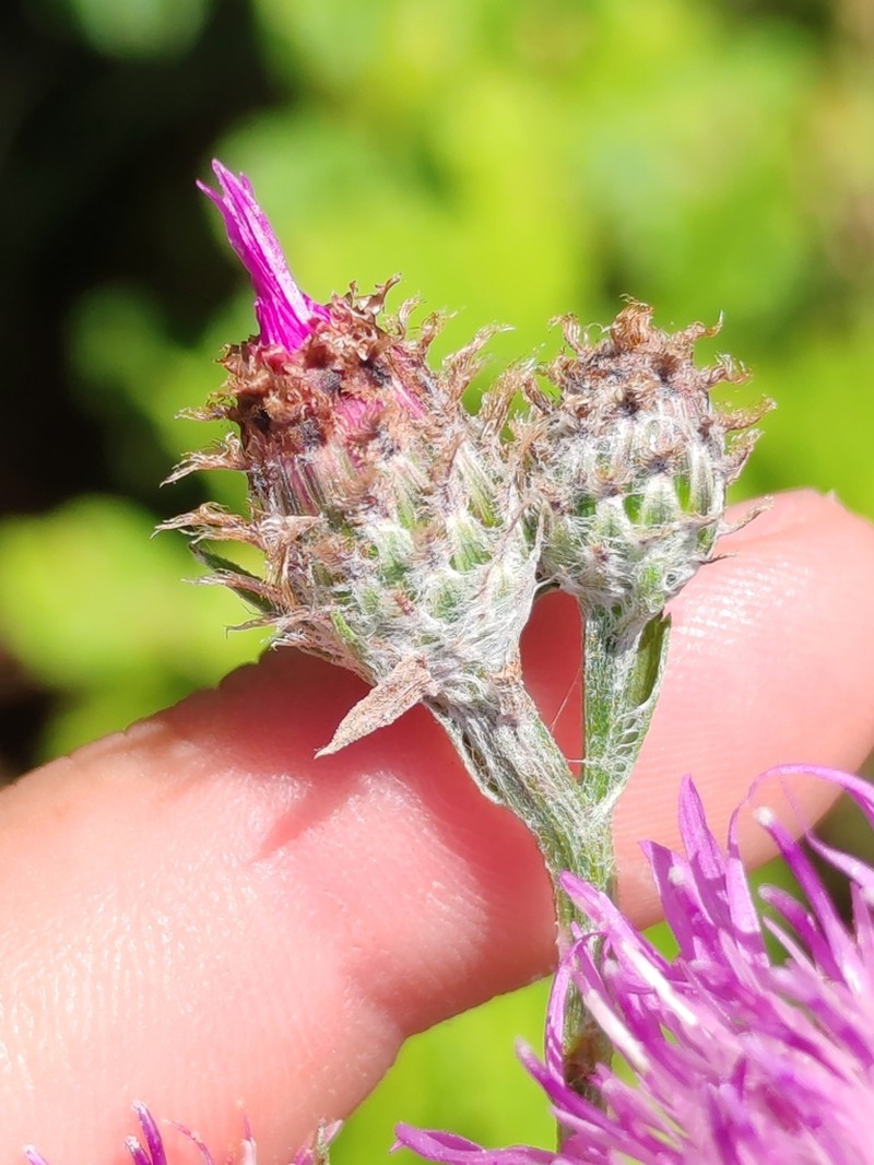 Centaurea macroptilon photo 6
