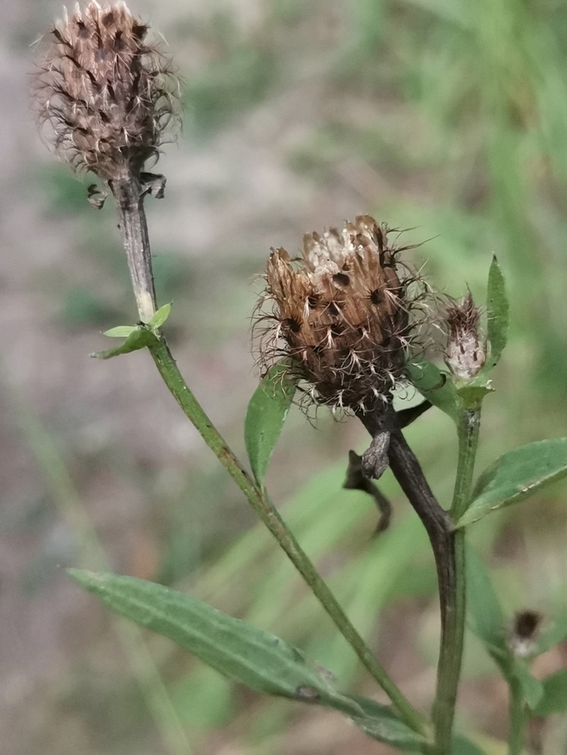 Centaurea macroptilon photo 7