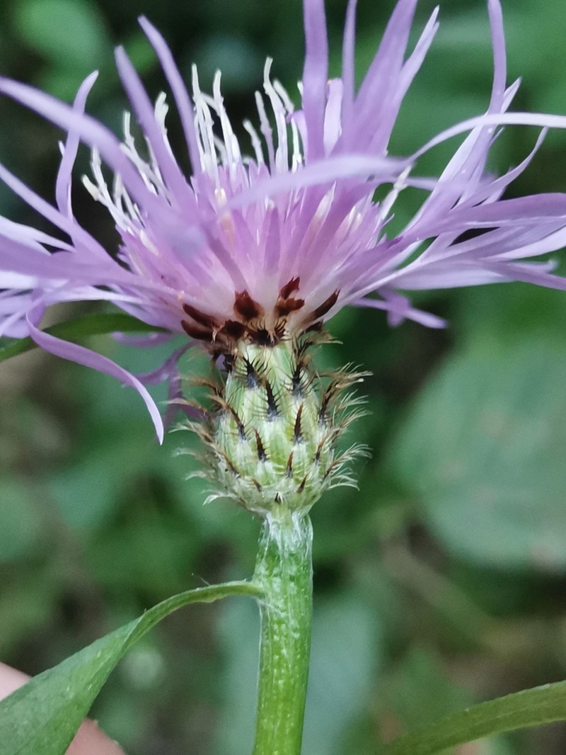 Centaurea macroptilon photo 8