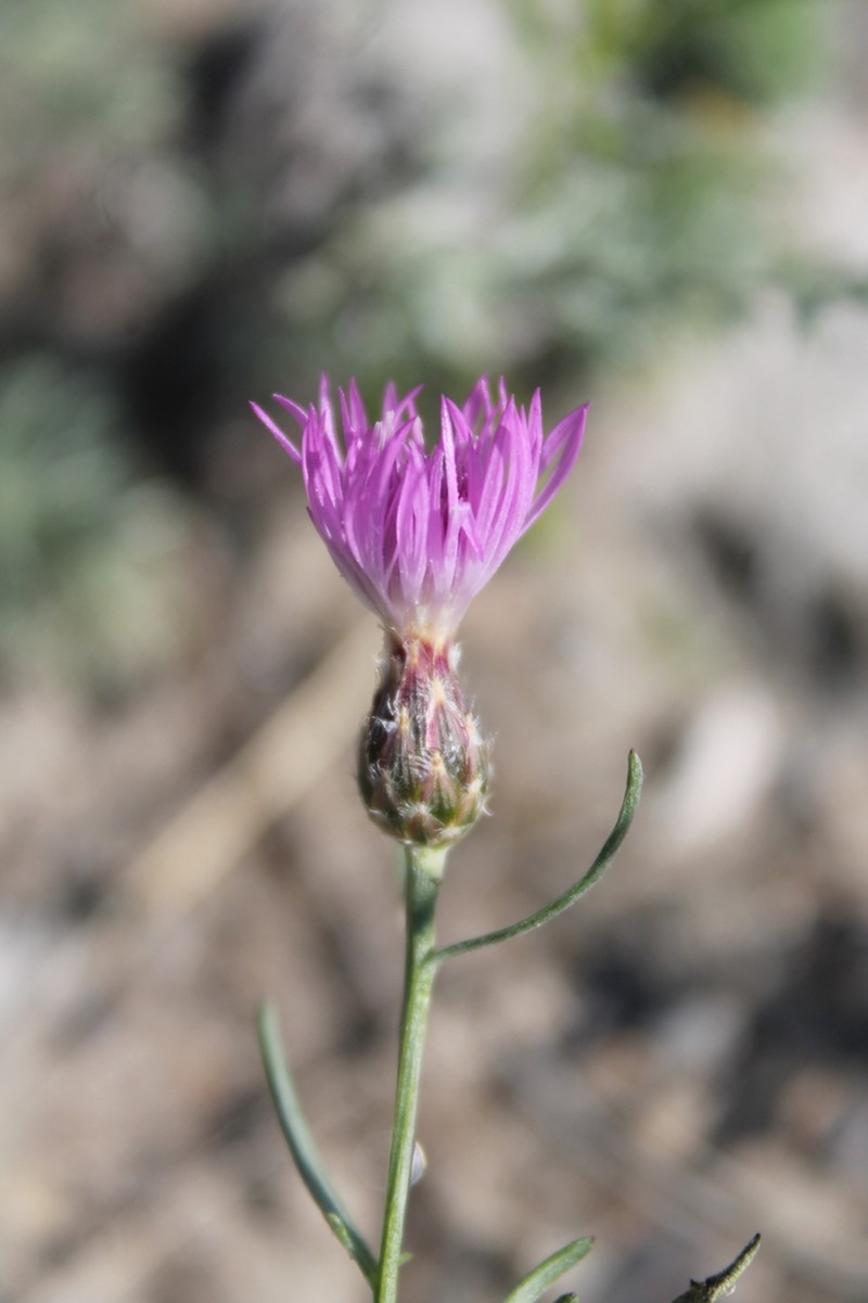 Centaurea majorovii