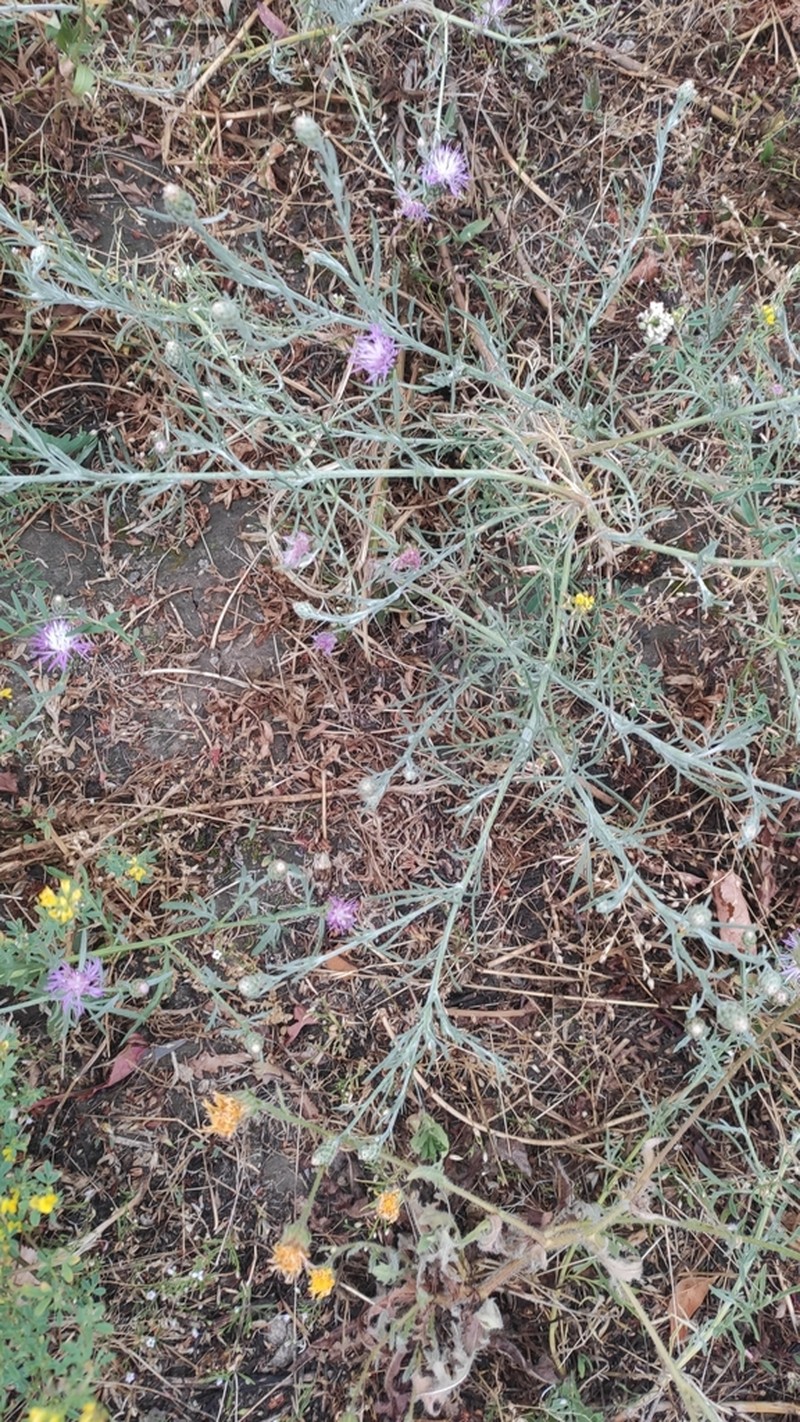 Centaurea majorovii photo 2