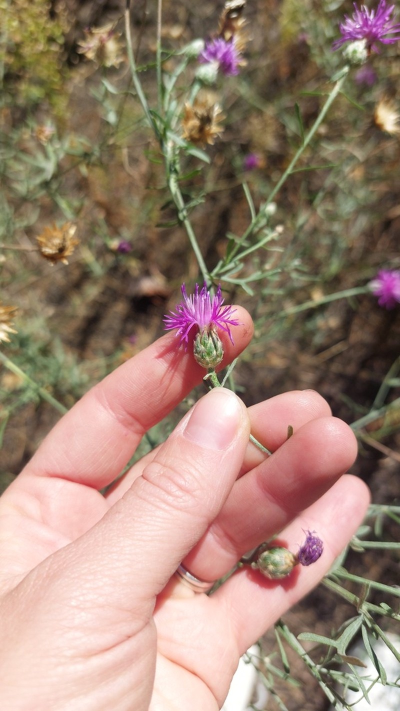 Centaurea majorovii photo 3