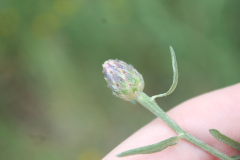 Centaurea majorovii photo 4