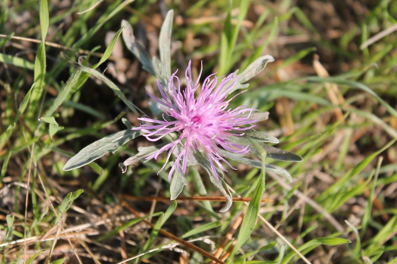 Centaurea majorovii photo 5