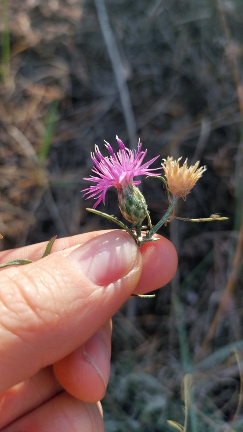 Centaurea majorovii photo 6